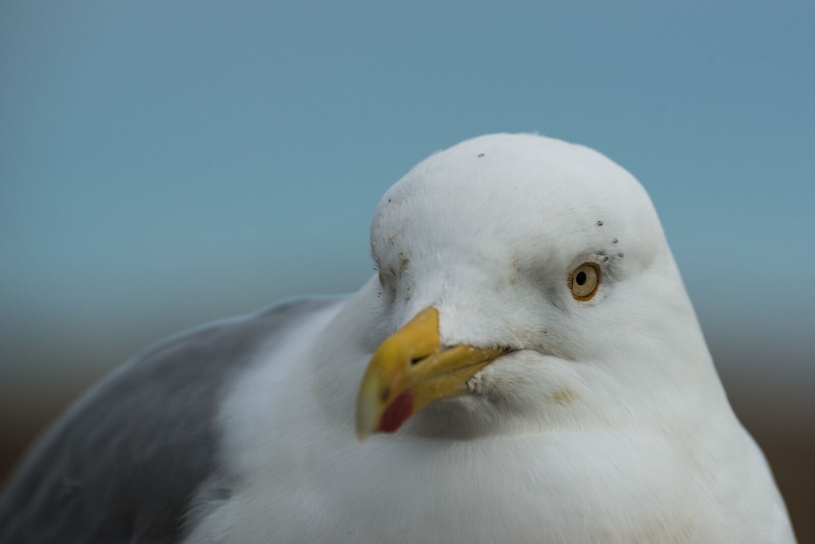 Nikon D800 sample photo. Herring gull, larus argentatus photography