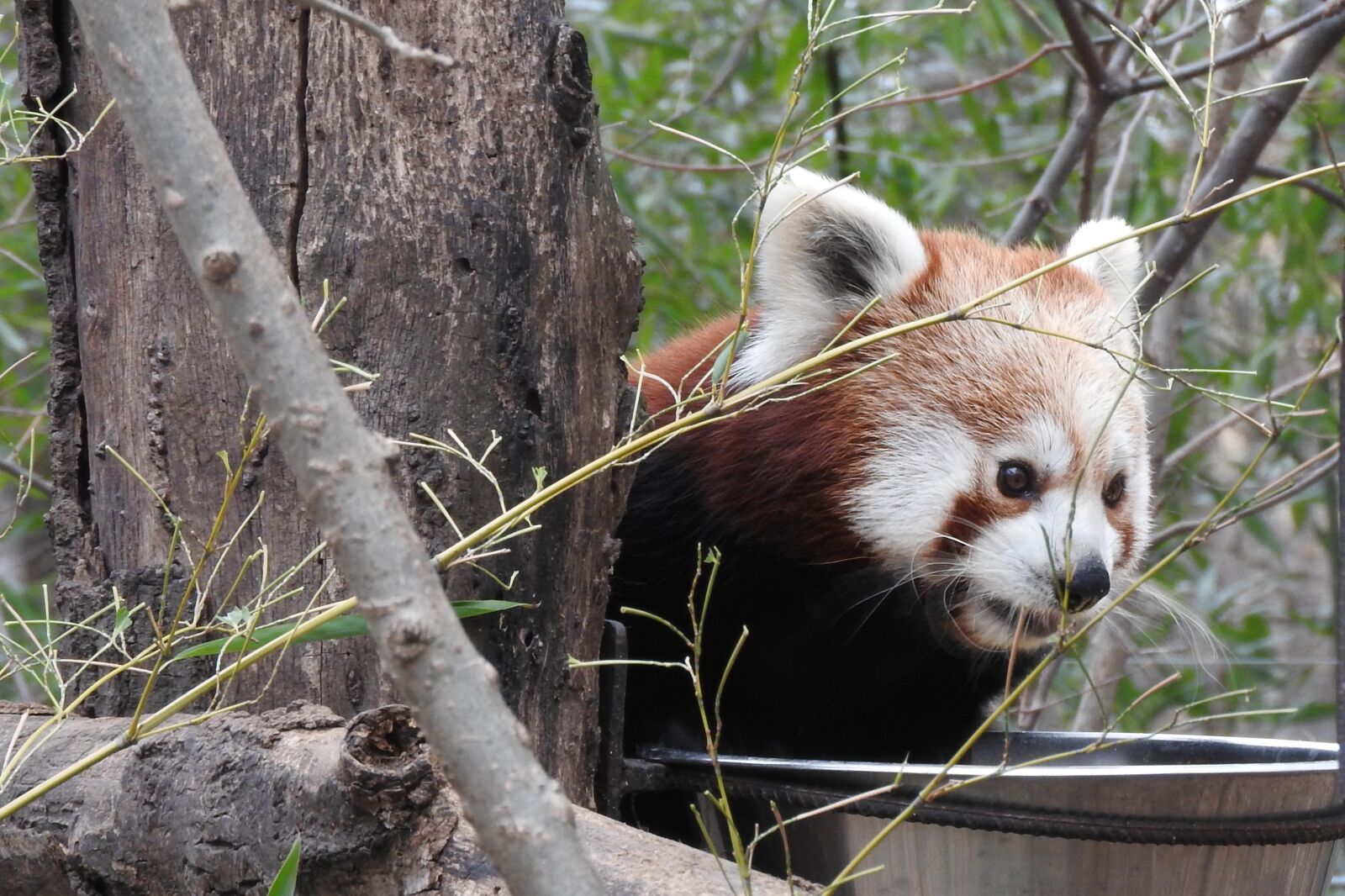 Nikon Coolpix P610 sample photo. Red koala, zoo, cute photography