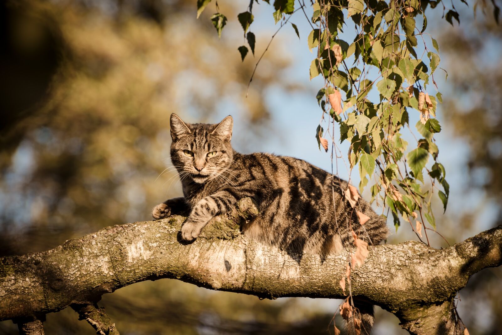 Nikon D750 sample photo. Cat, tree, nature photography