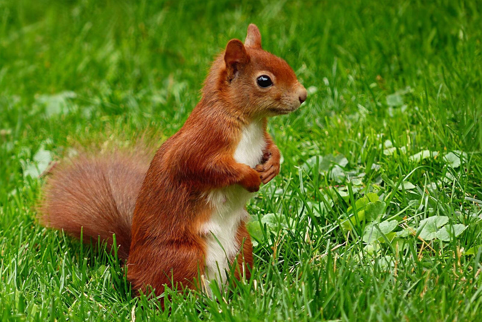 Panasonic Lumix DMC-FZ200 sample photo. Animal, squirrel, sciurus vulgaris photography