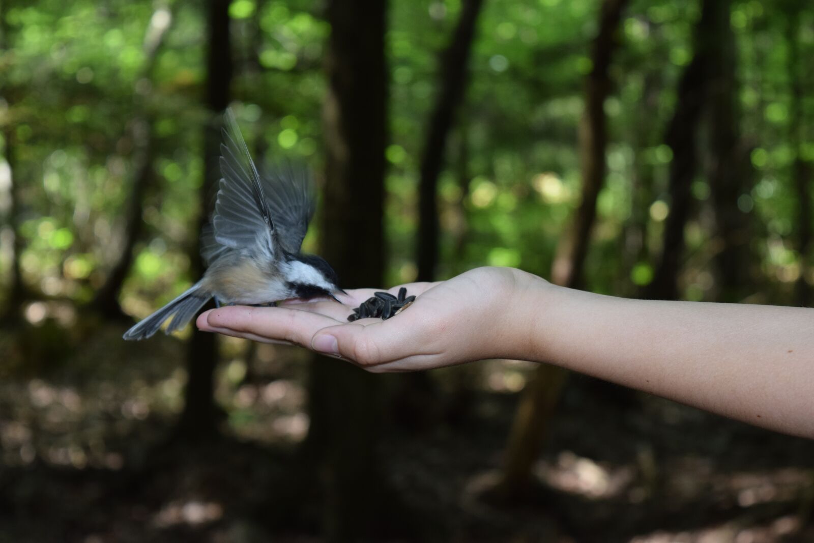 Nikon D3300 sample photo. Seeds, tit, the power photography