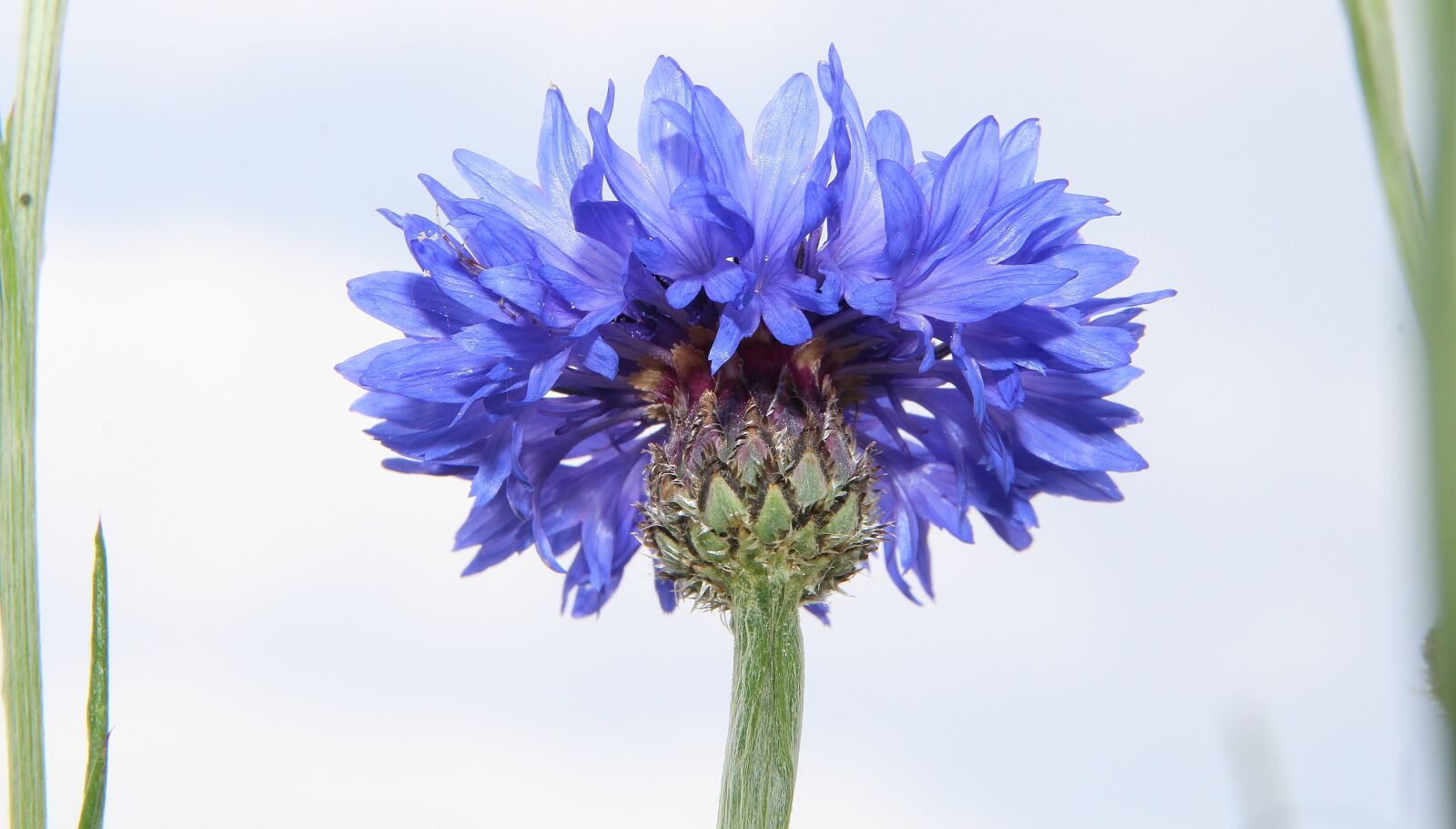 Canon EOS 700D (EOS Rebel T5i / EOS Kiss X7i) sample photo. Blue, cornflower, wild herbs photography