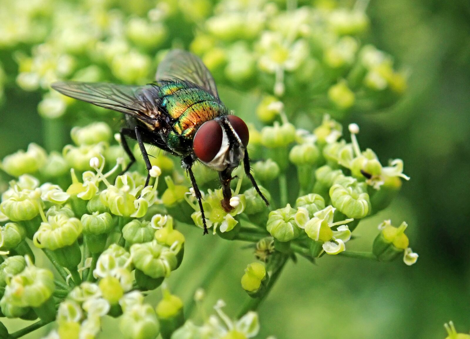 Olympus TG-5 sample photo. Fly, insect, parsley flowers photography