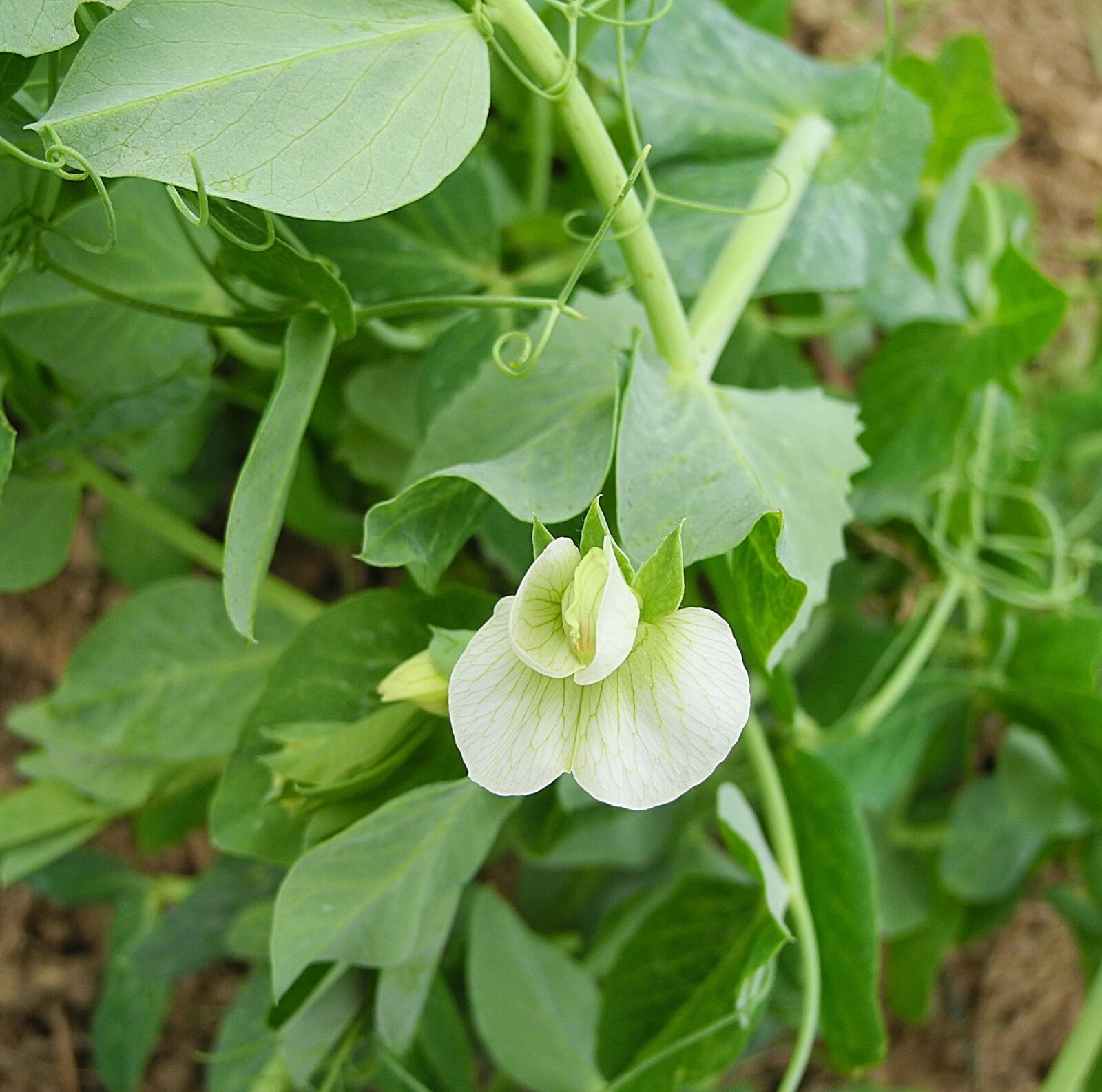 Nikon Coolpix P7000 sample photo. Pea flower, plant, pea photography