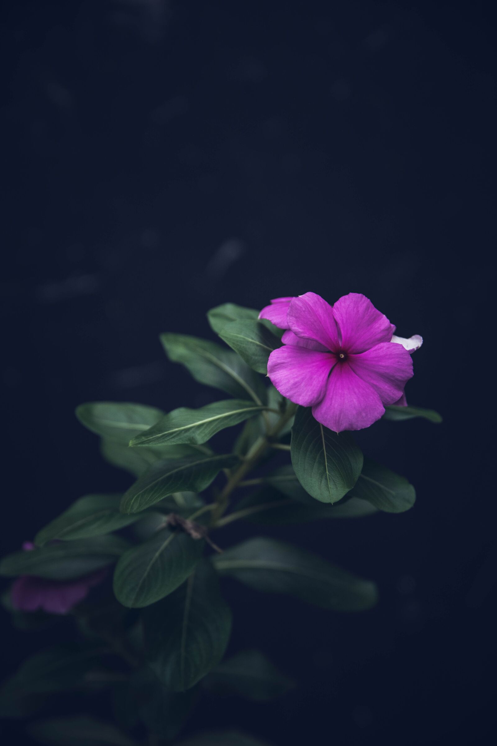 Nikon D5300 sample photo. Flowers, natural, nature photography