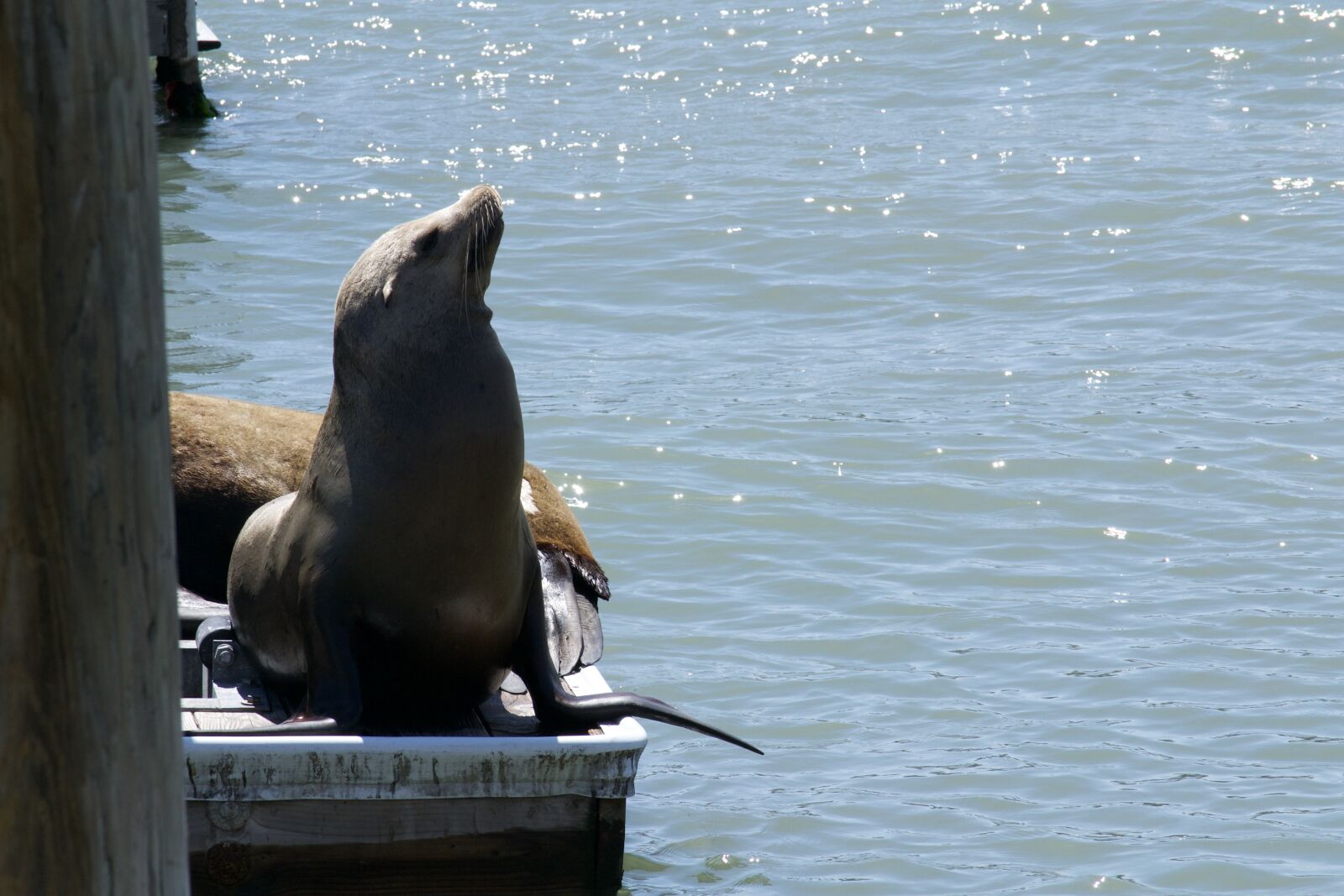 Nikon D3100 sample photo. San francisco bay, marine photography