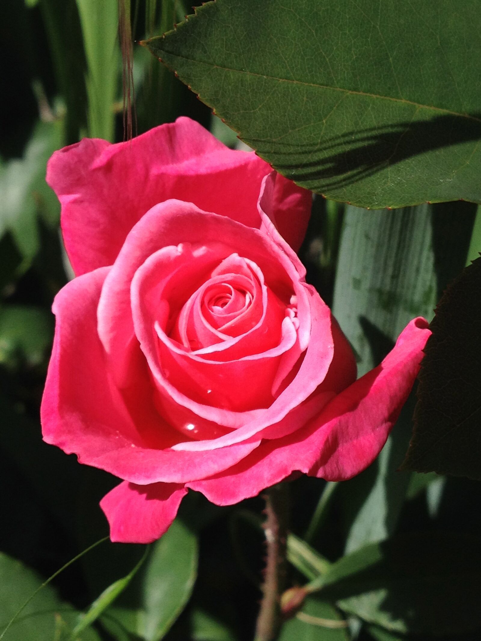 Apple iPhone 4S sample photo. Rosa, rose, flower photography