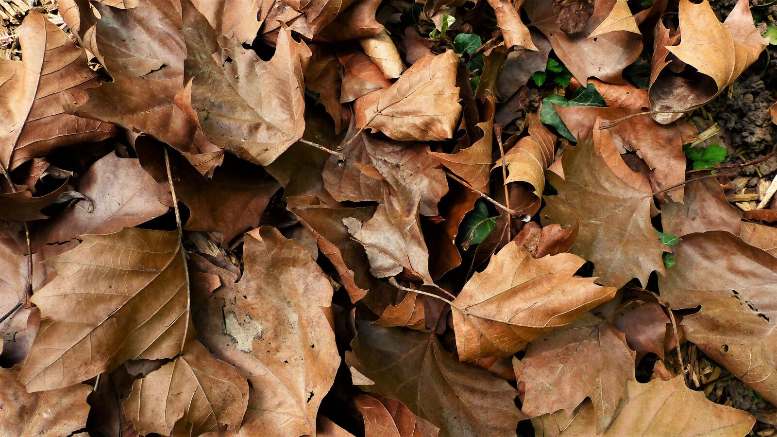 Panasonic Lumix DMC-FZ200 sample photo. Leaf, fall, nature photography