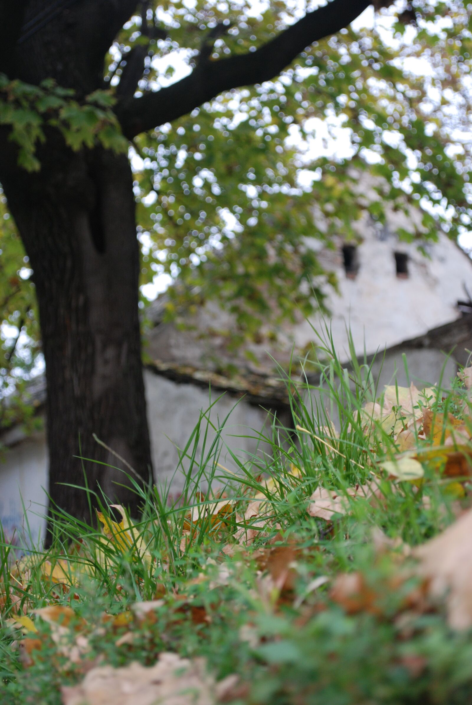 Nikon D80 sample photo. Autumn, wood, village photography