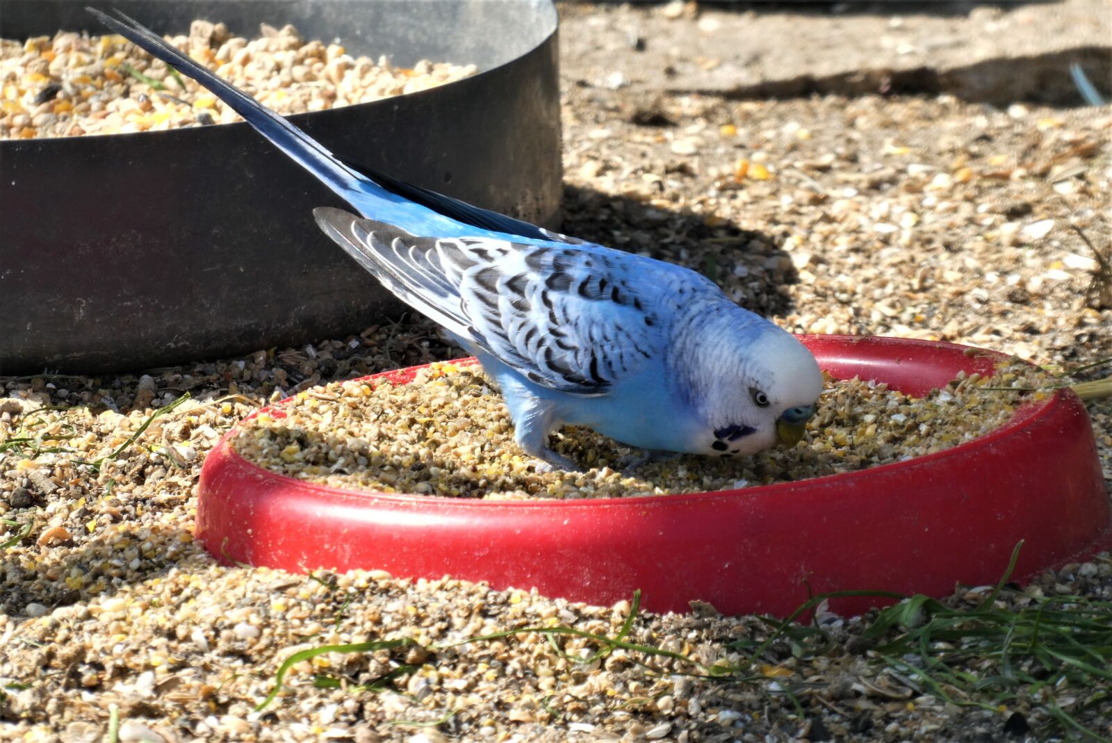 Panasonic Lumix DC-ZS70 (Lumix DC-TZ90) sample photo. Parakeet, bird, we photography