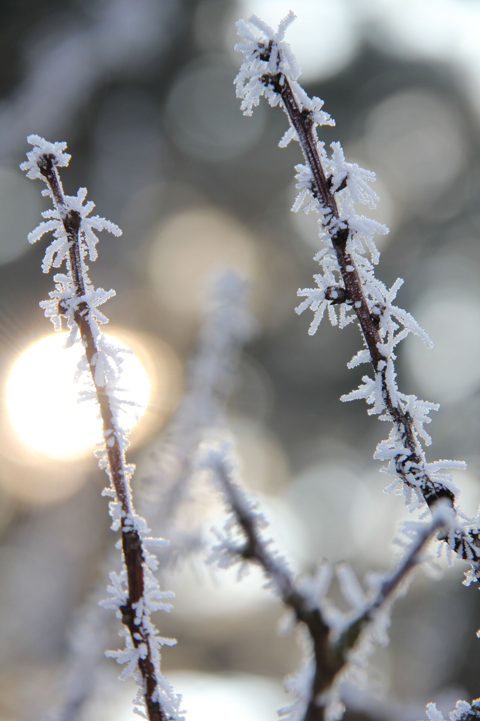 Canon EOS 550D (EOS Rebel T2i / EOS Kiss X4) sample photo. Frost, christmas, winter photography