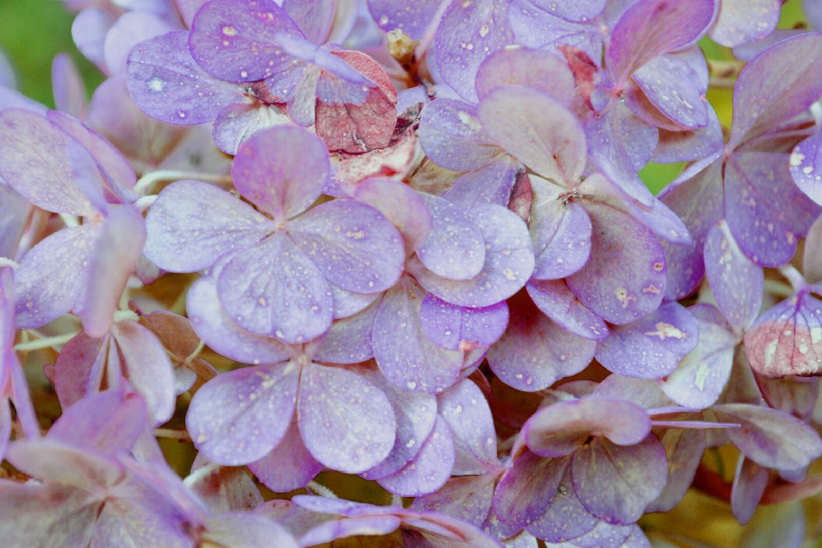 Nikon D3100 sample photo. Purple, flower, purple flower photography