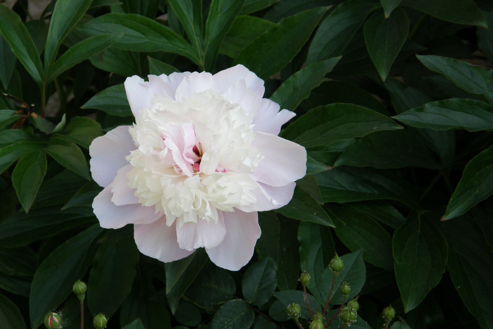 Olympus SP550UZ sample photo. Peony, pink, double flower photography