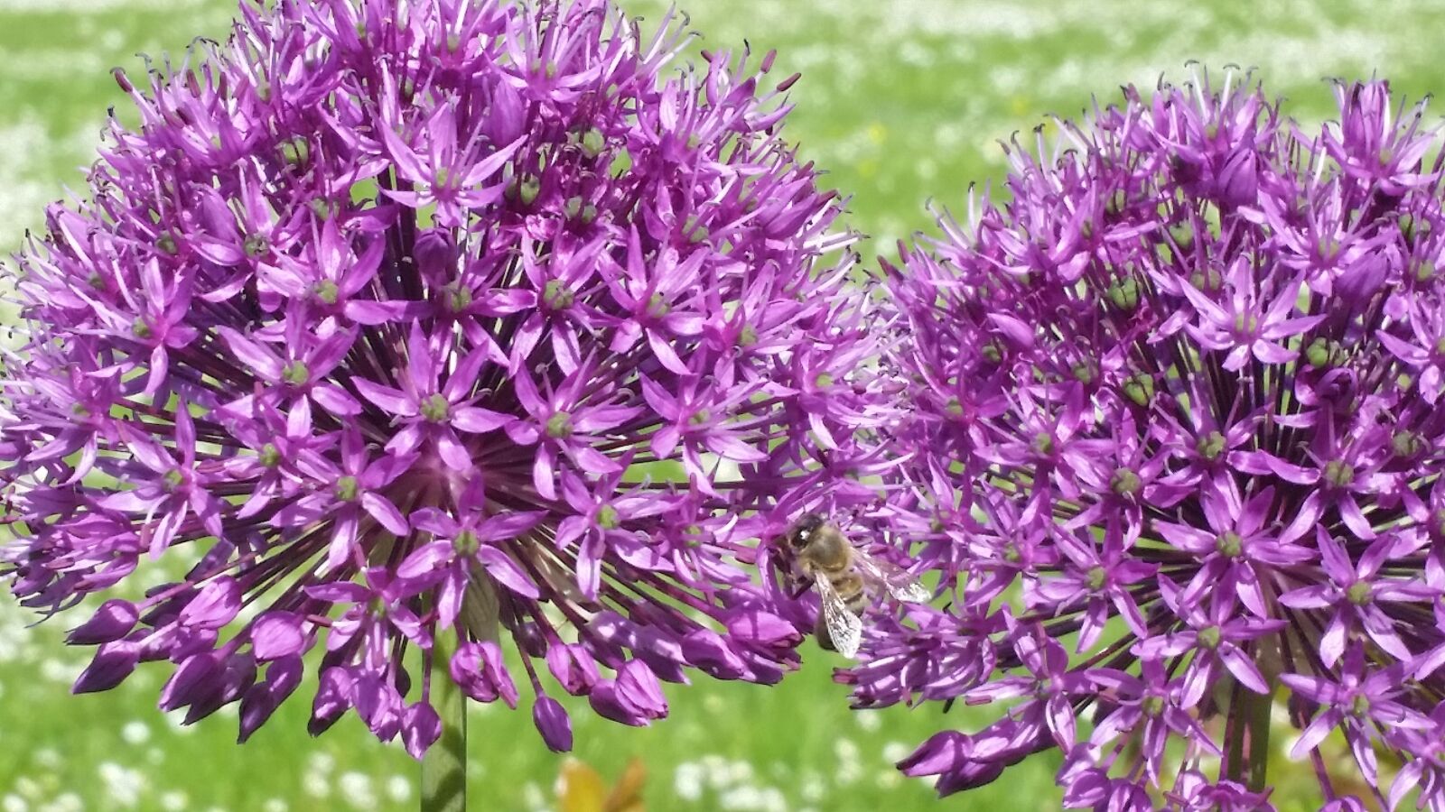 Samsung Galaxy S5 sample photo. Flower, plant, decorative garlic photography