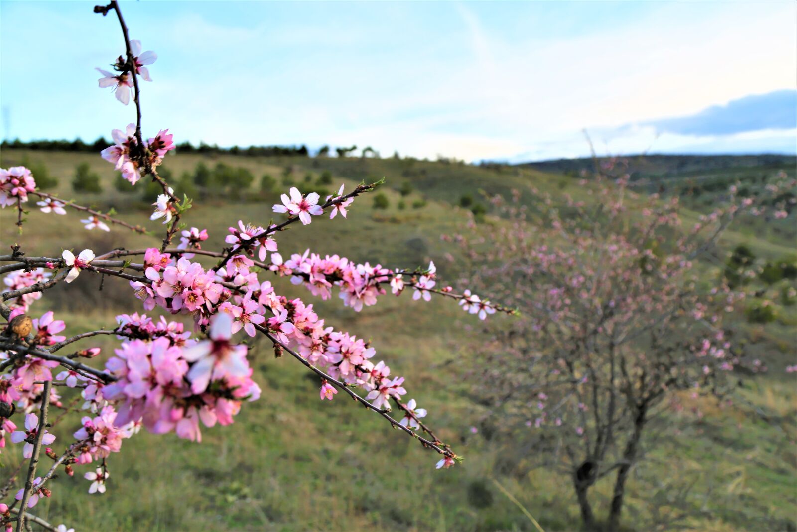 Canon EF 24-105mm F4L IS USM sample photo. Tree, flower, nature photography