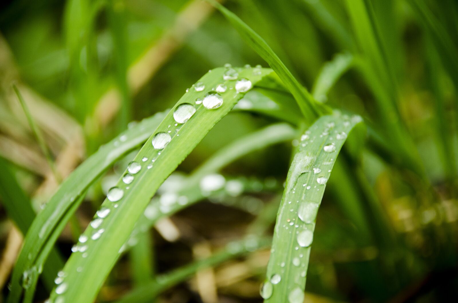 Nikon D7000 sample photo. Macro, plant, letter photography