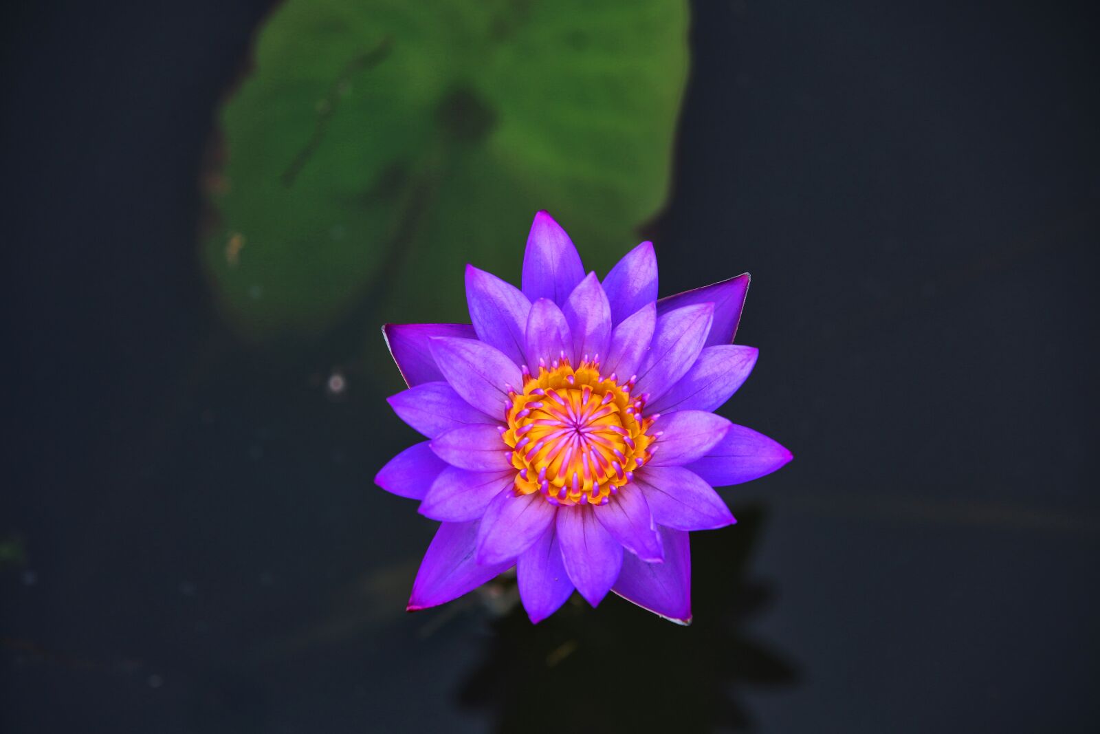 Canon EOS 5D Mark III sample photo. Flowers, plants, lotus photography