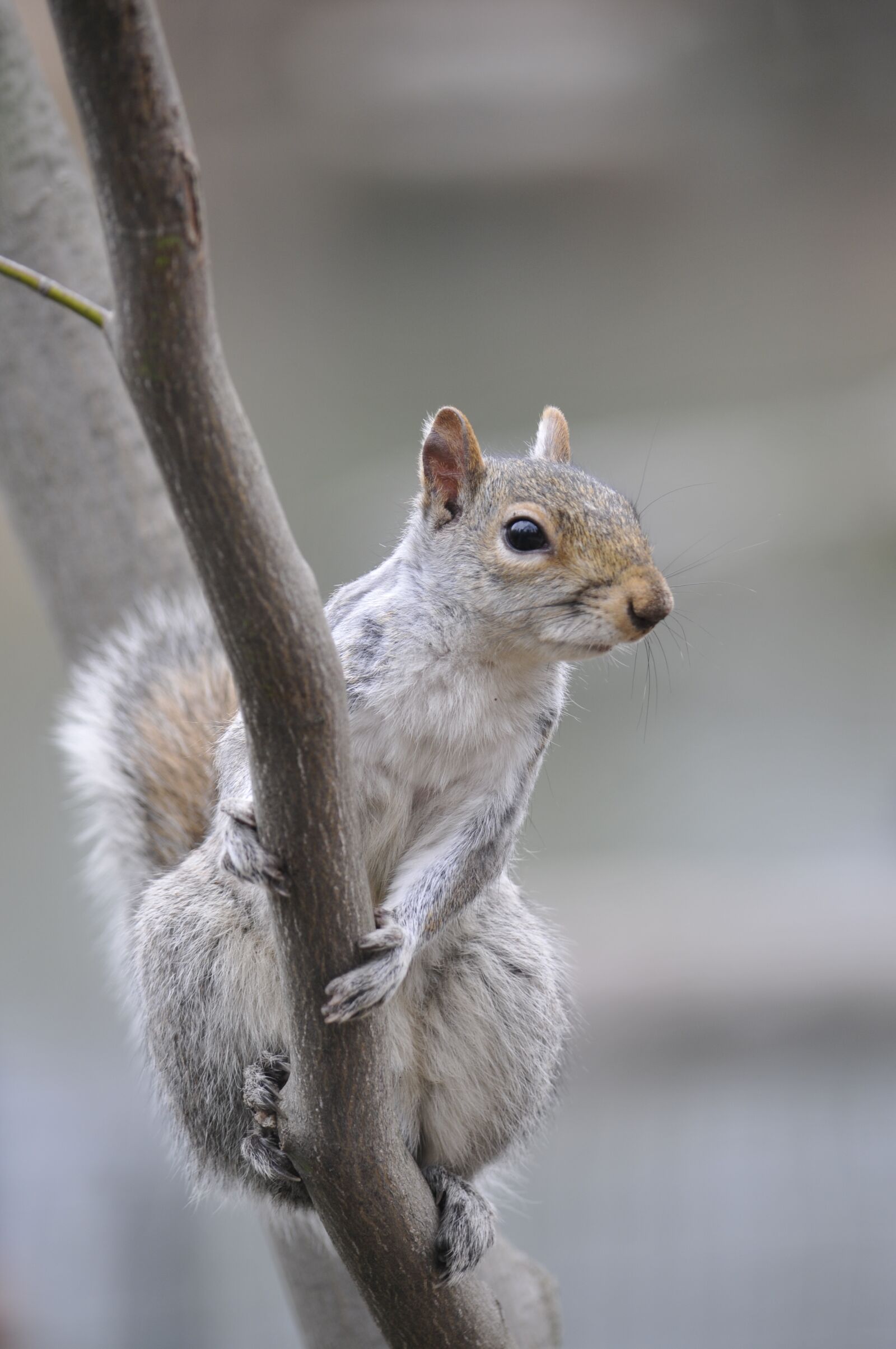 Nikon D300S sample photo. Animal, squirrel, nature photography