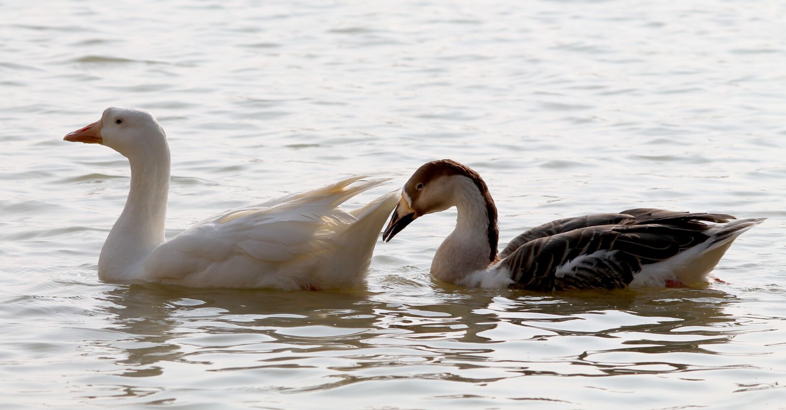 Canon EOS 1100D (EOS Rebel T3 / EOS Kiss X50) sample photo. Couple, swan, bird photography