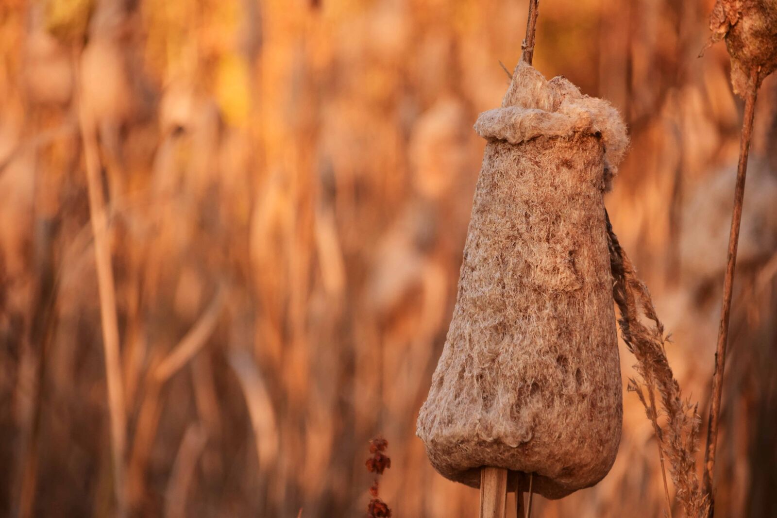 Nikon D3300 sample photo. Plant, flora, autumn, wetland photography