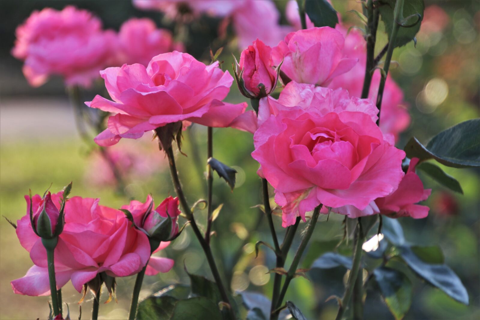 Canon EOS 80D sample photo. Pink, rose, of course photography