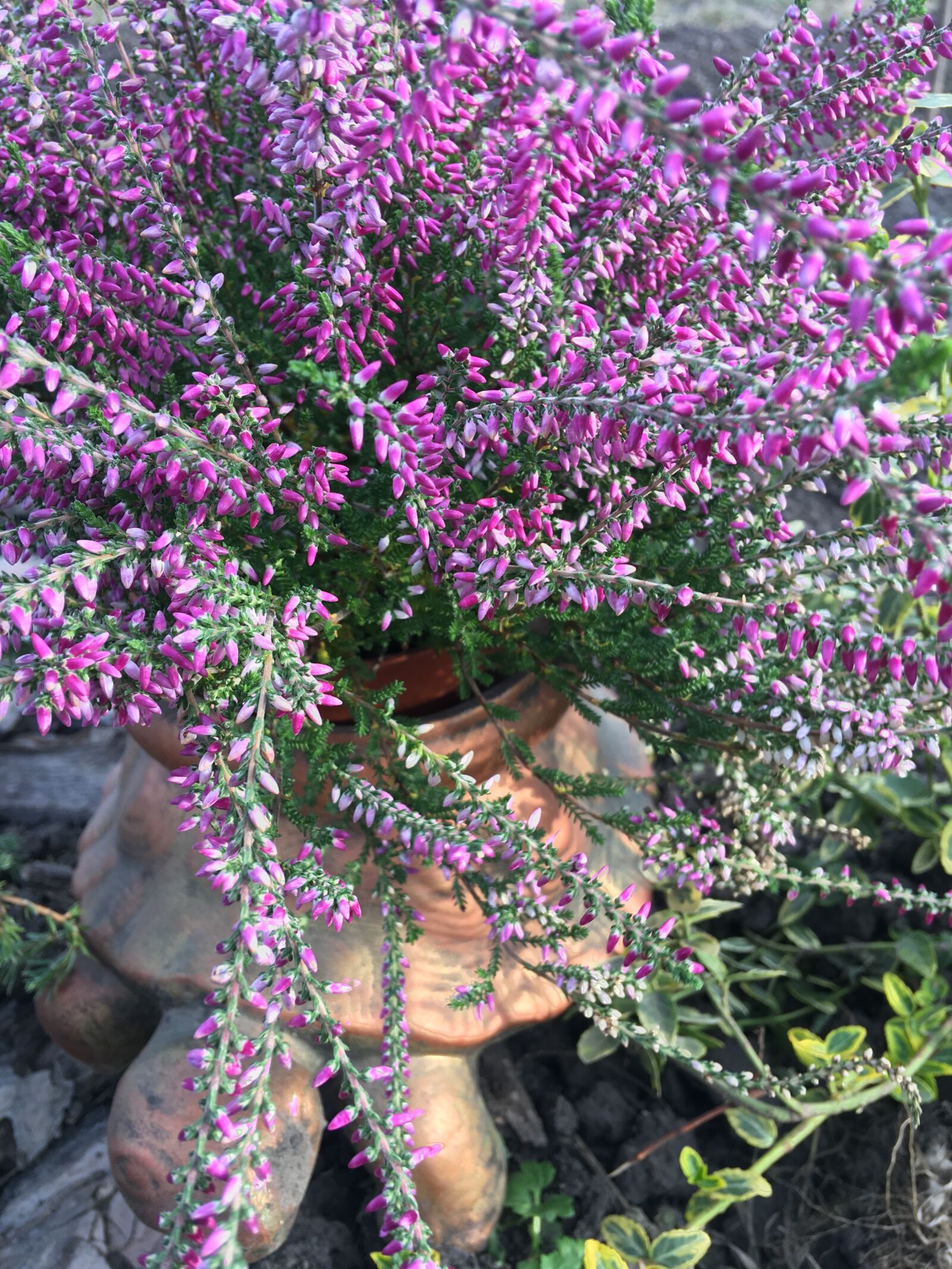 iPhone SE back camera 4.15mm f/2.2 sample photo. Flowerpot, flower in a photography