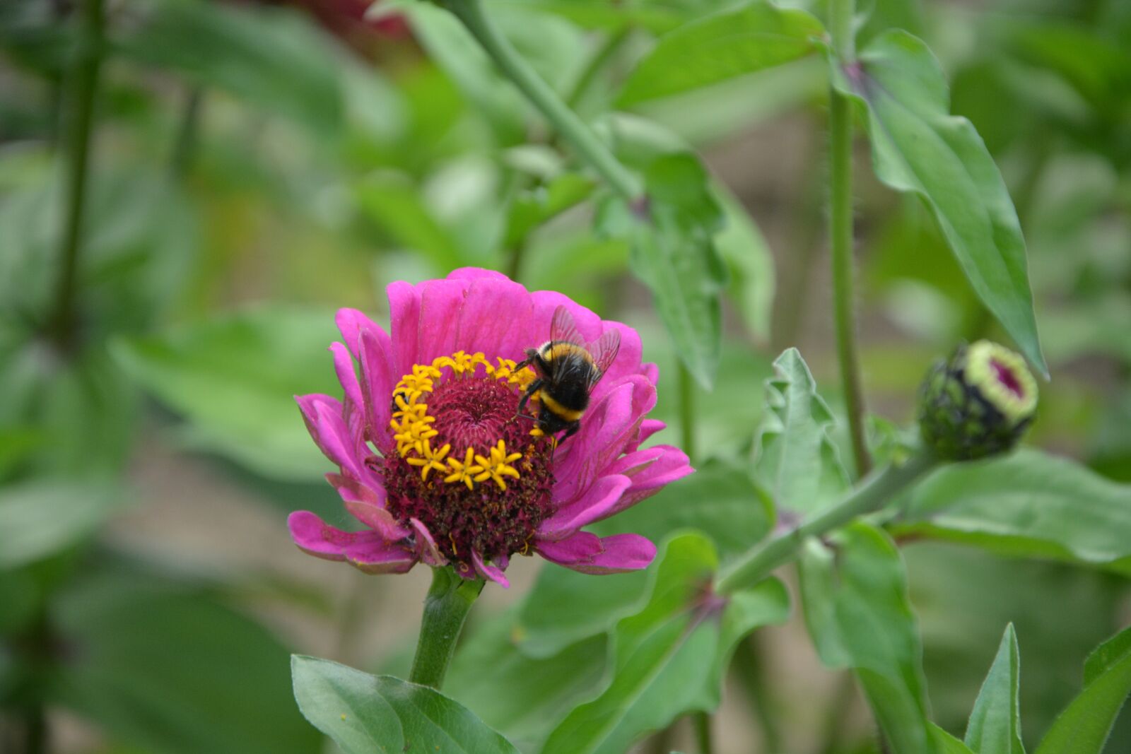 Nikon D5200 sample photo. Bees, insect, flower photography