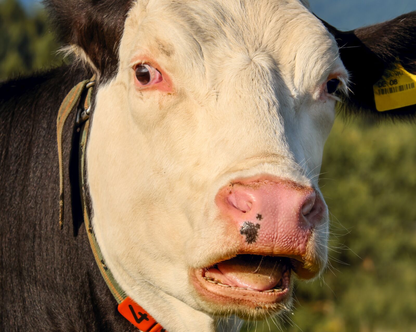 Fujifilm XF 55-200mm F3.5-4.8 R LM OIS sample photo. Cow, black and white photography