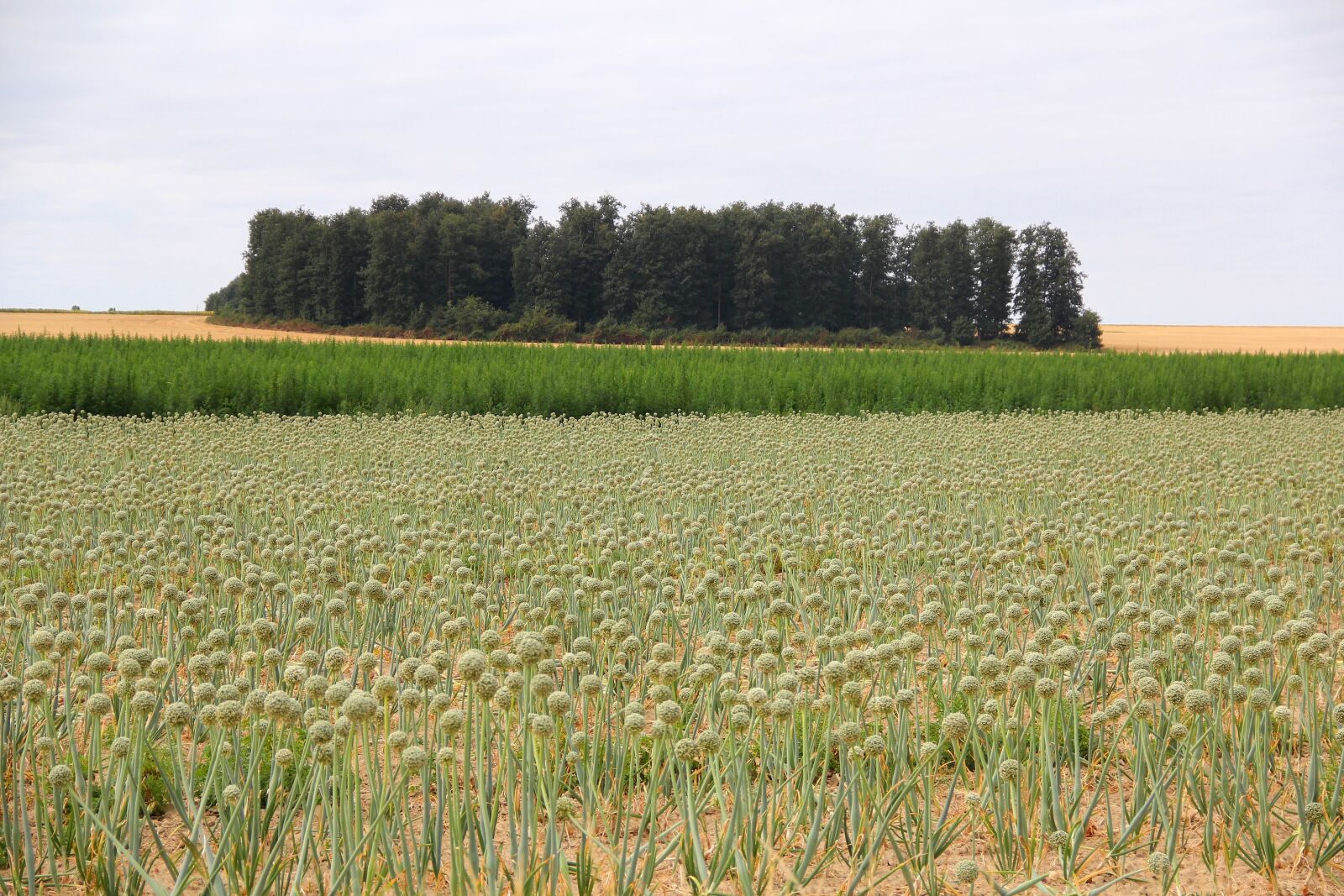 Canon EOS 550D (EOS Rebel T2i / EOS Kiss X4) sample photo. Field, garlic, culture photography