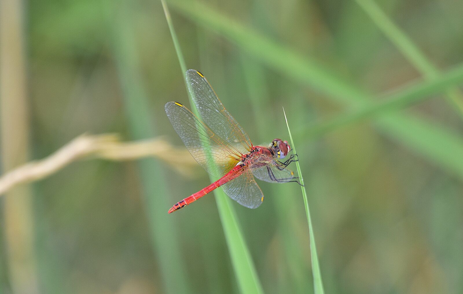 Nikon D7200 sample photo. Nature, insects, dragonfly photography