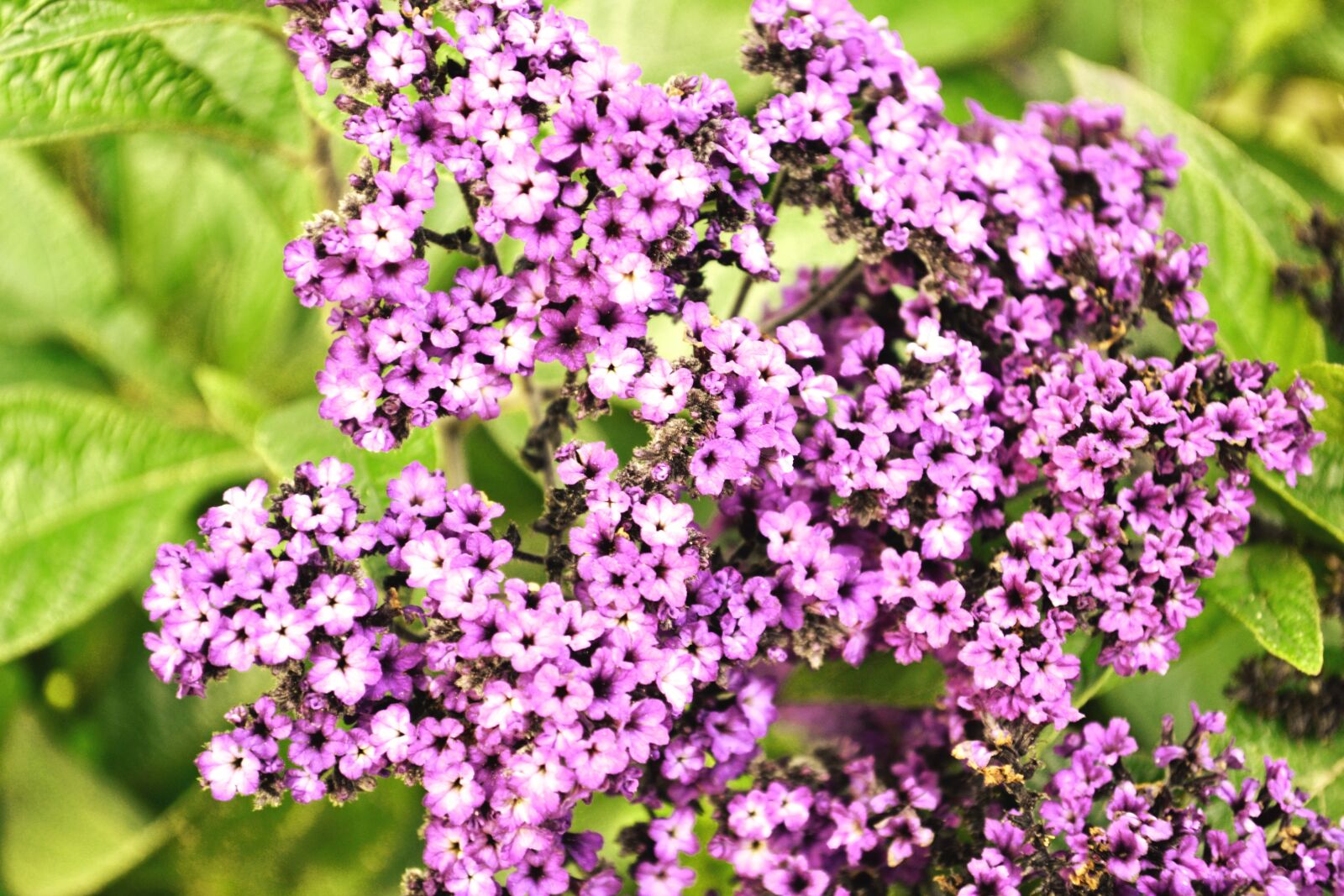 Nikon D3100 sample photo. Purple, flowers, flower photography