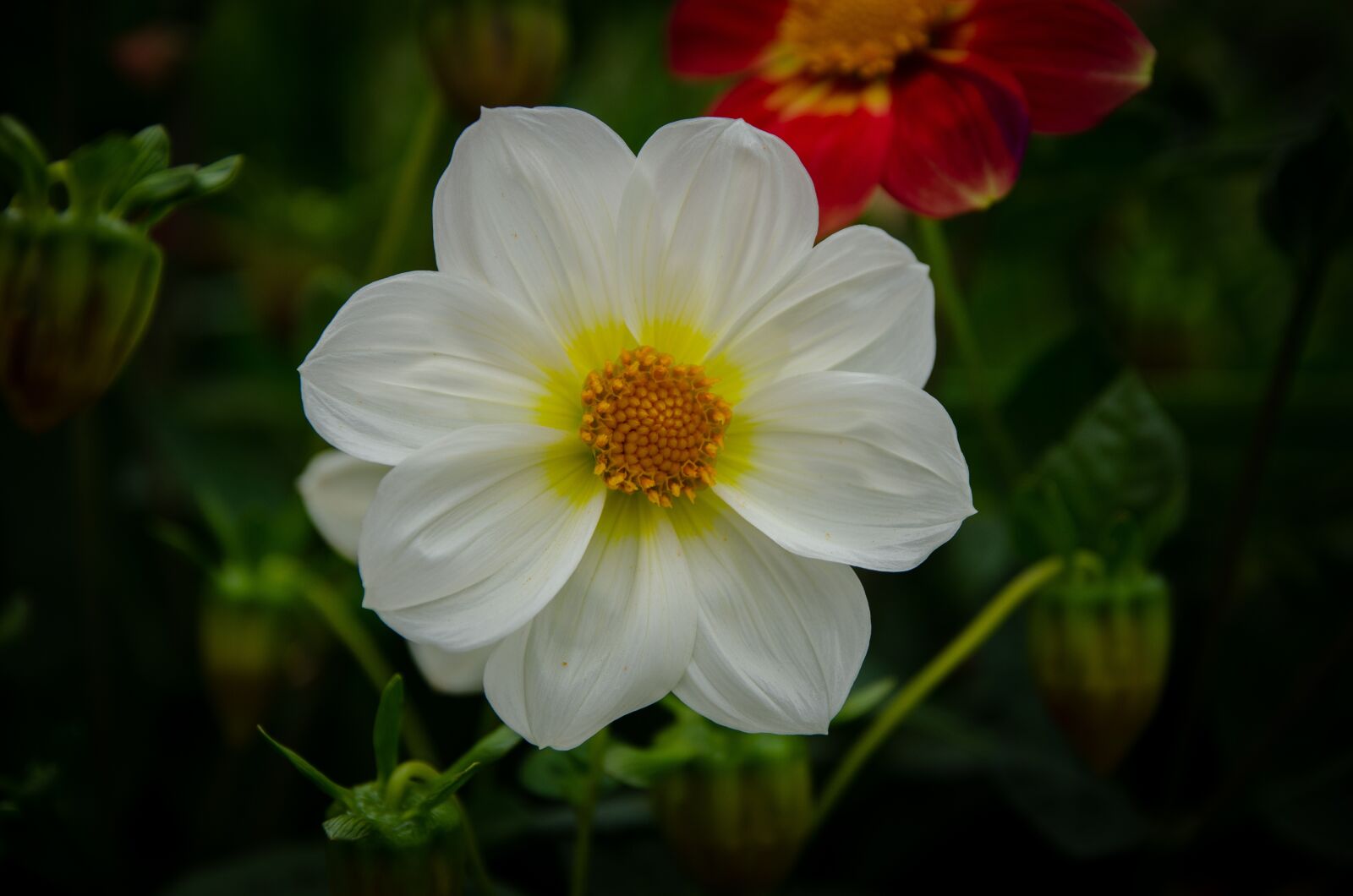 Nikon D5100 sample photo. Flowers, garden, nature photography