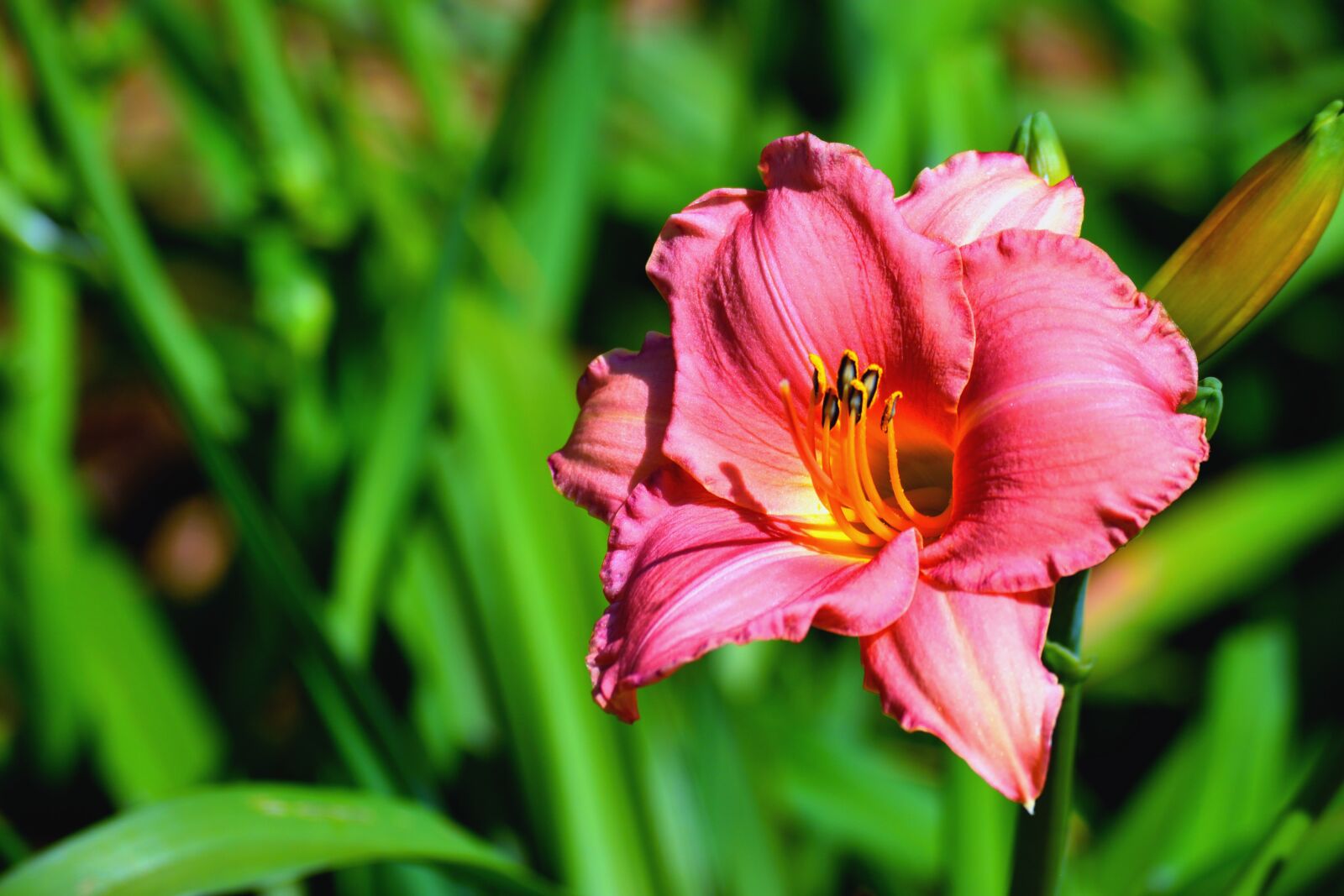 Nikon D3300 sample photo. Flower, bouquet, bloom photography