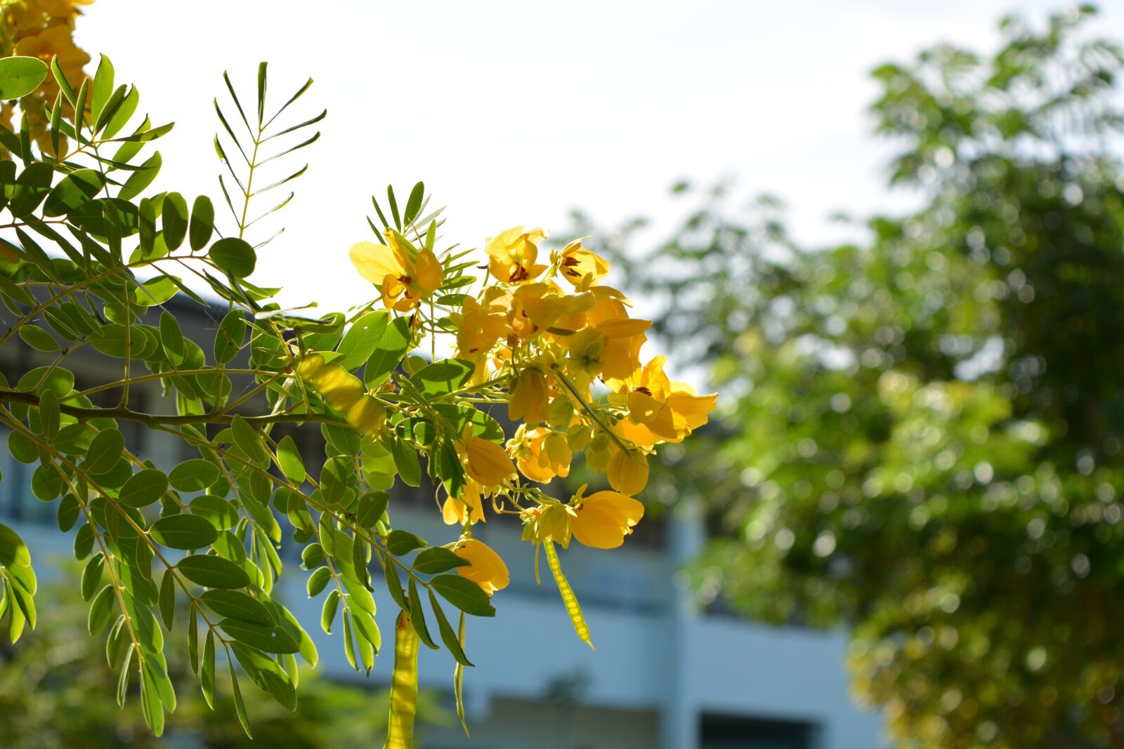 Nikon D7100 sample photo. Ratchaphruek, fistula, dok khoun photography