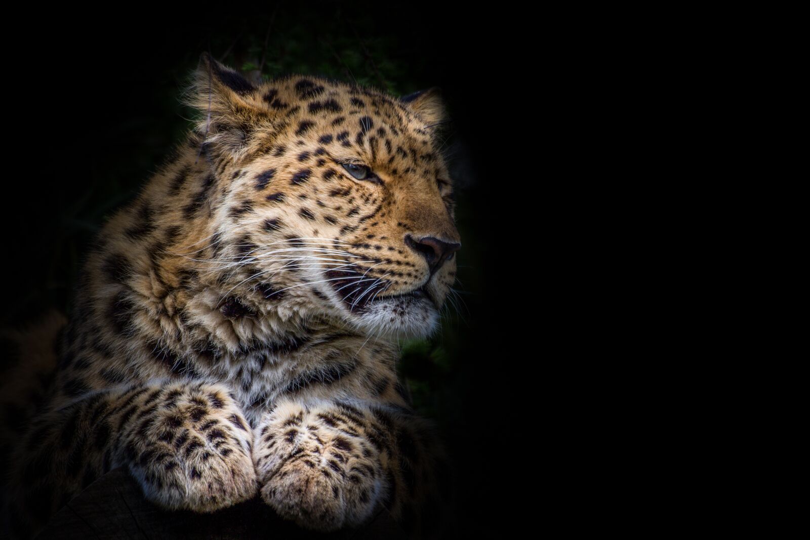 Canon EOS 700D (EOS Rebel T5i / EOS Kiss X7i) sample photo. Leopard, big cat, predator photography
