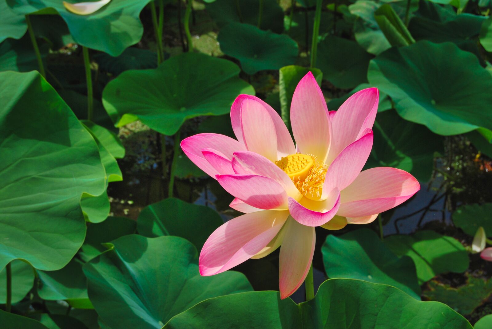 Nikon D40X sample photo. Water lilies, pond, nature photography