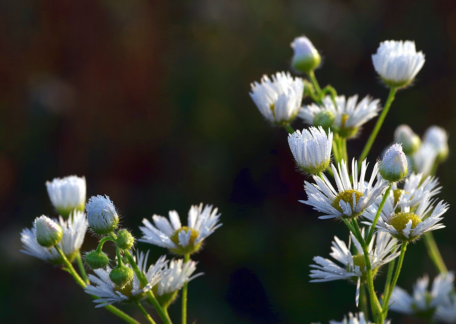 Pentax K-S2 sample photo. Daisies, rosa, flower photography