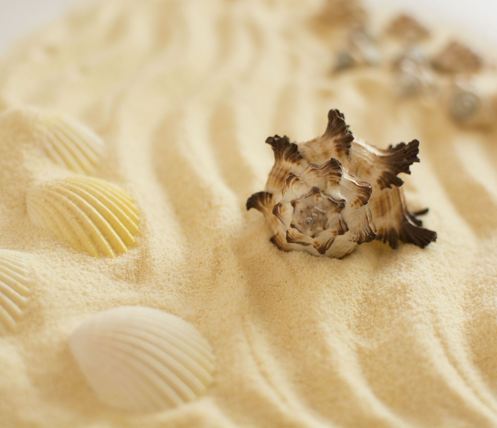 Nikon D5200 sample photo. Sand, shell, summer photography