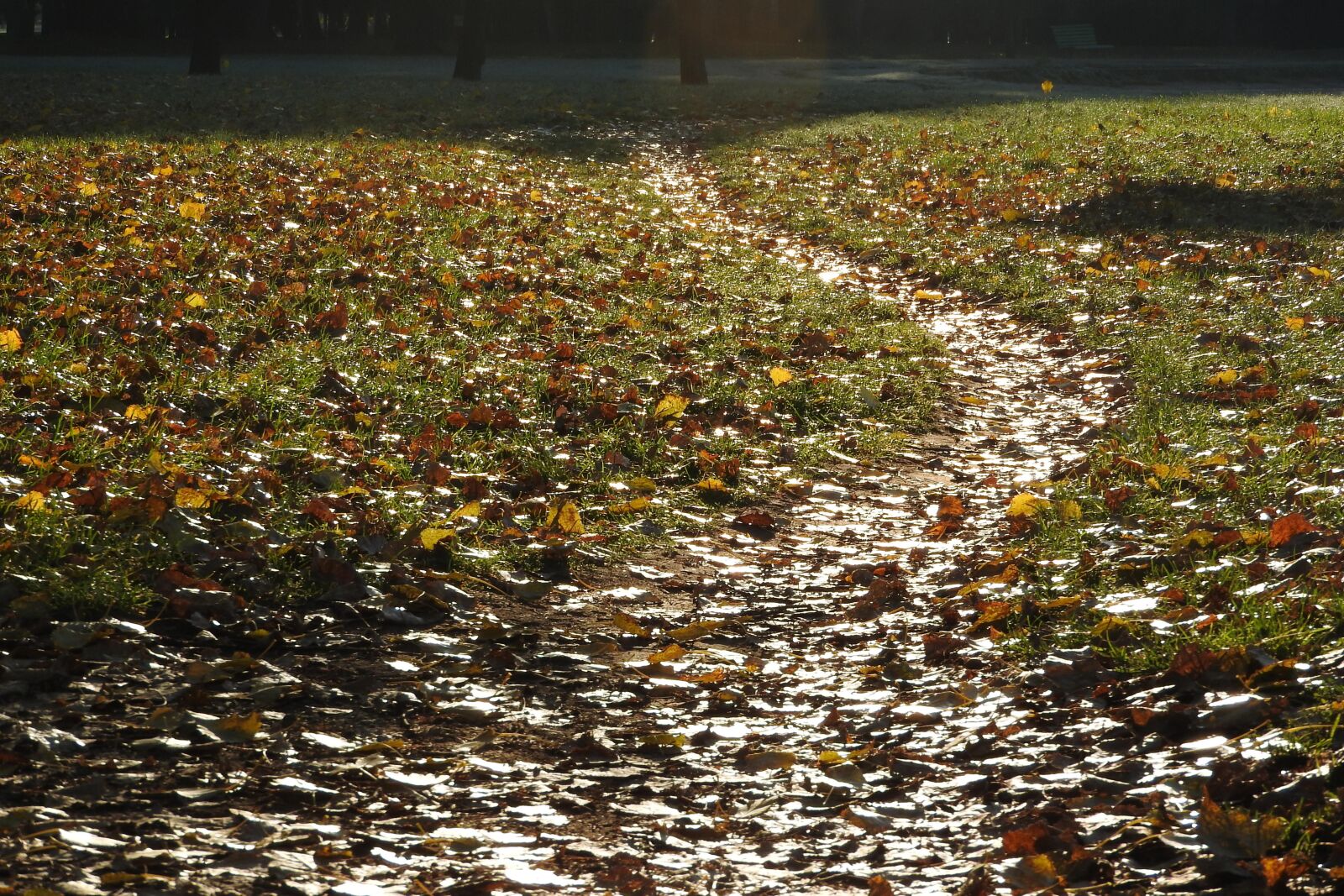 Nikon Coolpix P610 sample photo. Path, fallen leaves, the photography