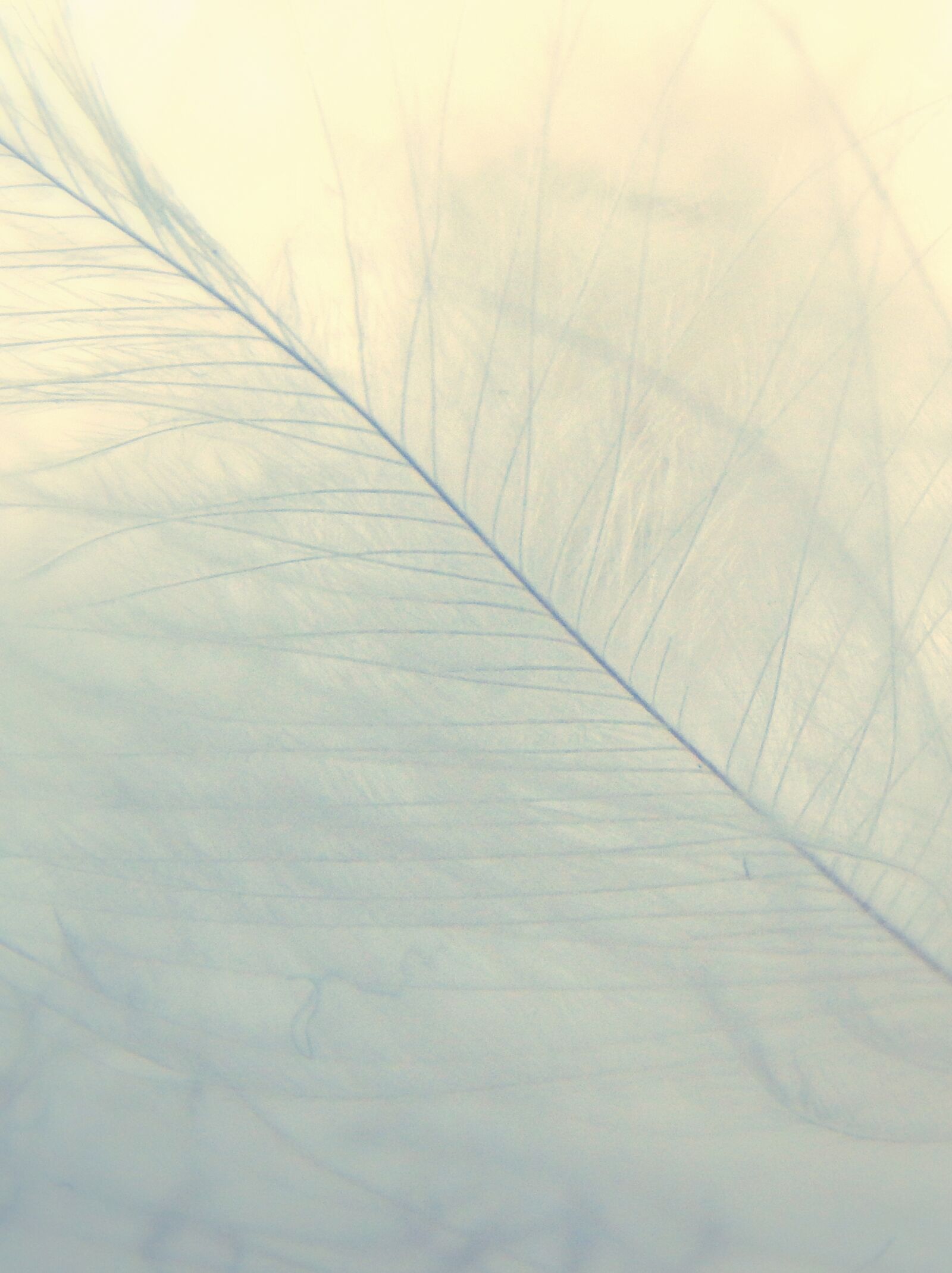 Nikon Coolpix L820 sample photo. Feather, feathers, nature photography