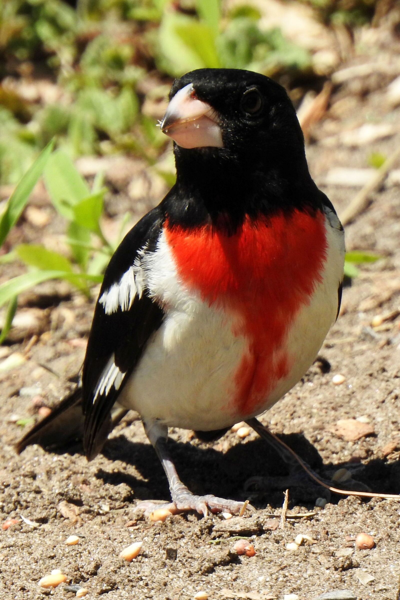 Nikon Coolpix P900 sample photo. Rose-breasted grosbeak, male, pheucticus photography