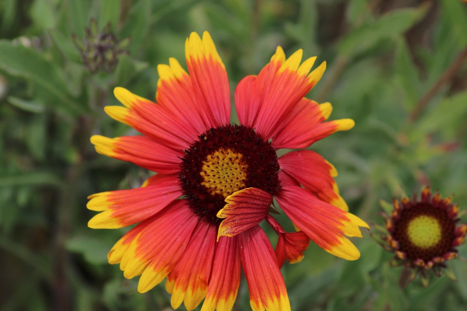 Canon EOS 1200D (EOS Rebel T5 / EOS Kiss X70 / EOS Hi) sample photo. Wild flower, coastline, nature photography