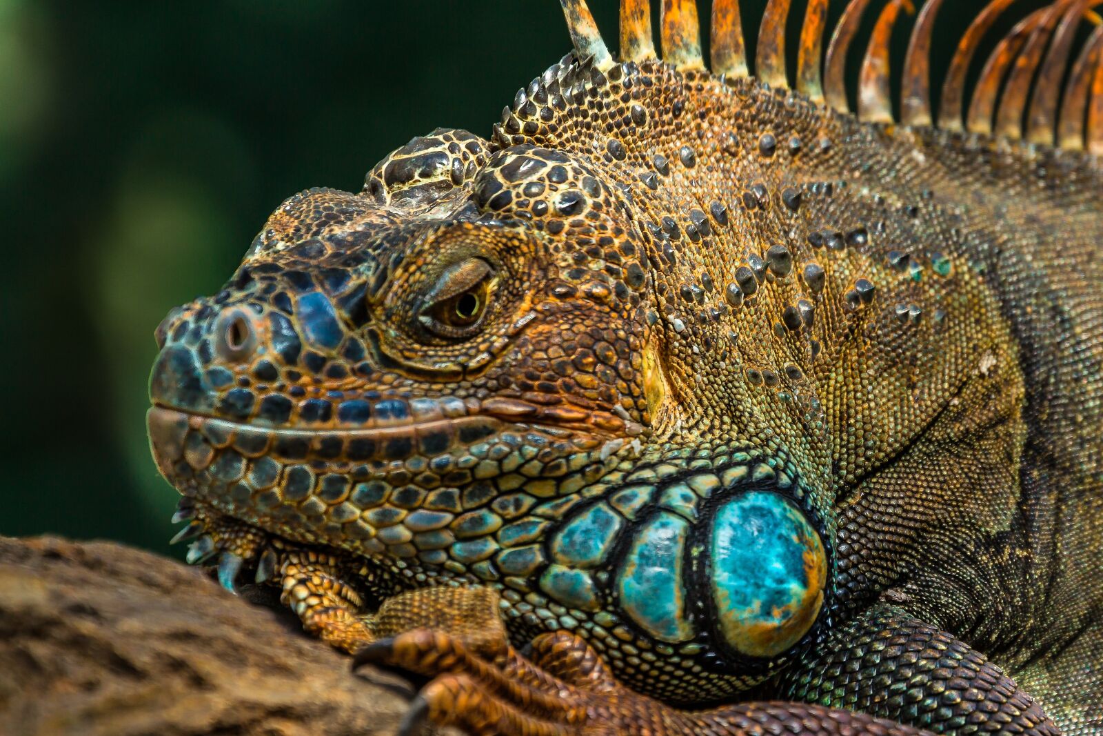 Canon EF 70-300mm F4-5.6L IS USM sample photo. Lizard, reptile, nature photography
