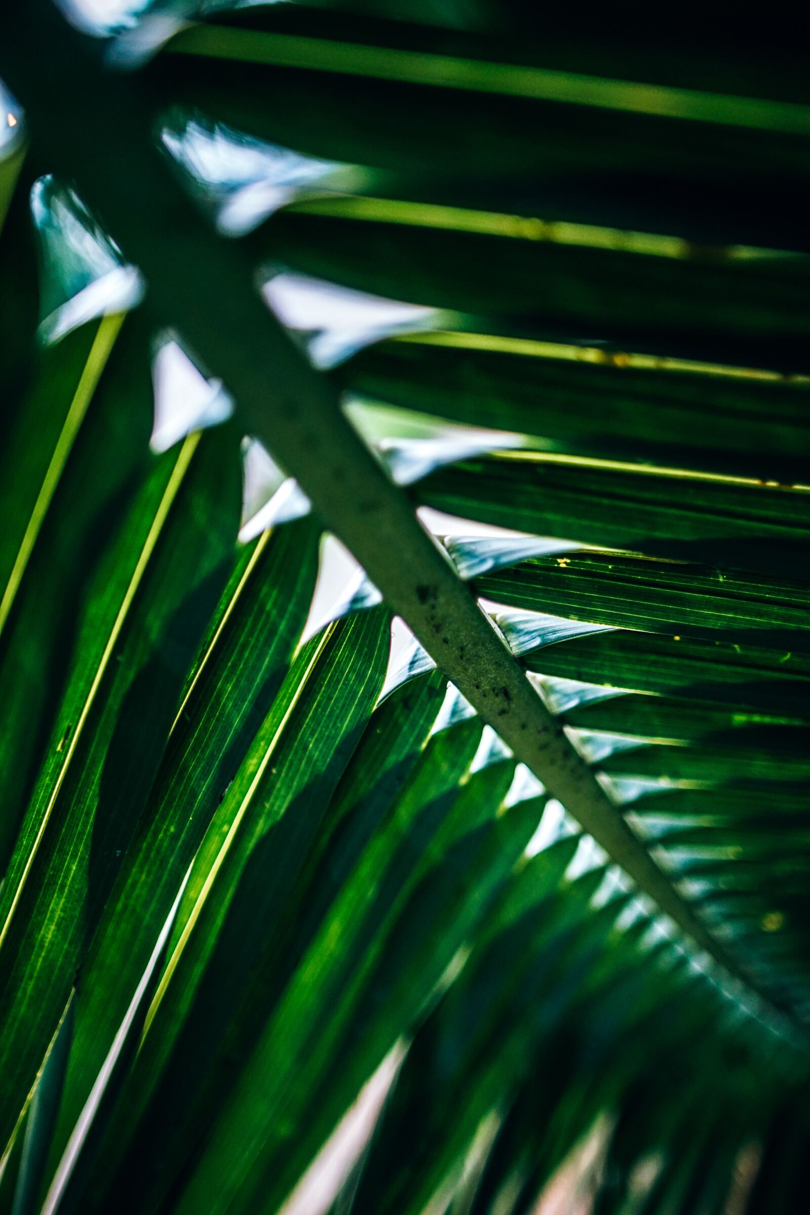 Sony a7 II sample photo. Abstract, close-up, color photography