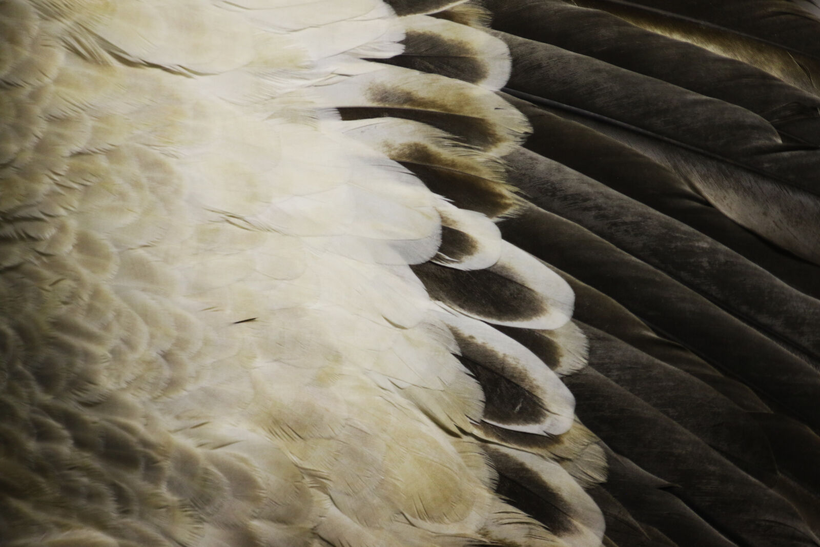 Canon EOS 7D Mark II sample photo. Animal, background, bird, black photography