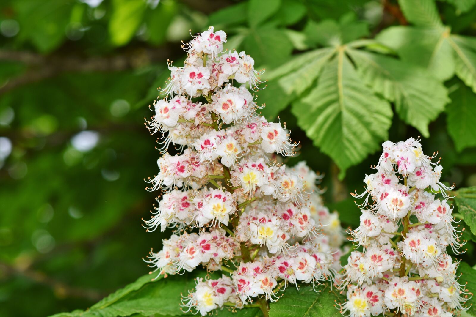 Nikon D7200 sample photo. Chestnut blossom, chestnut, inflorescence photography