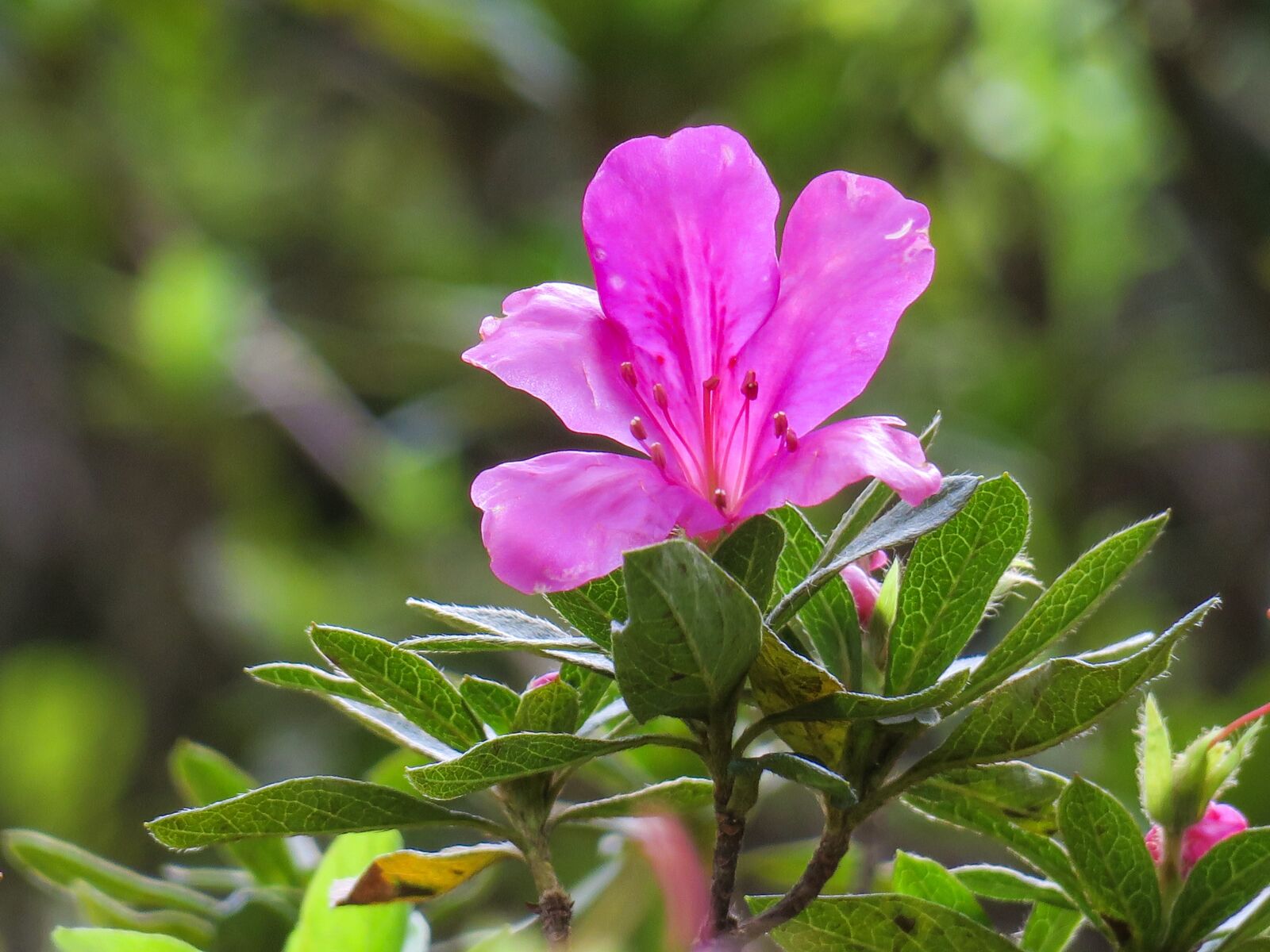 Canon PowerShot G3 X sample photo. Hong kong, rhododendron, plant photography