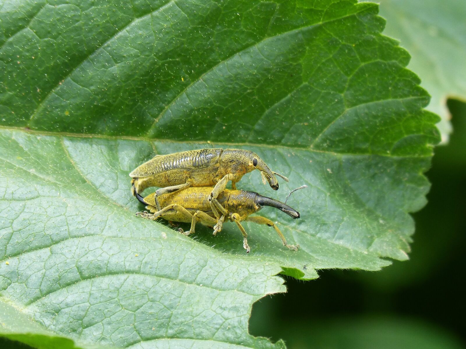 Panasonic DMC-FZ62 sample photo. Weevils of the mauves photography