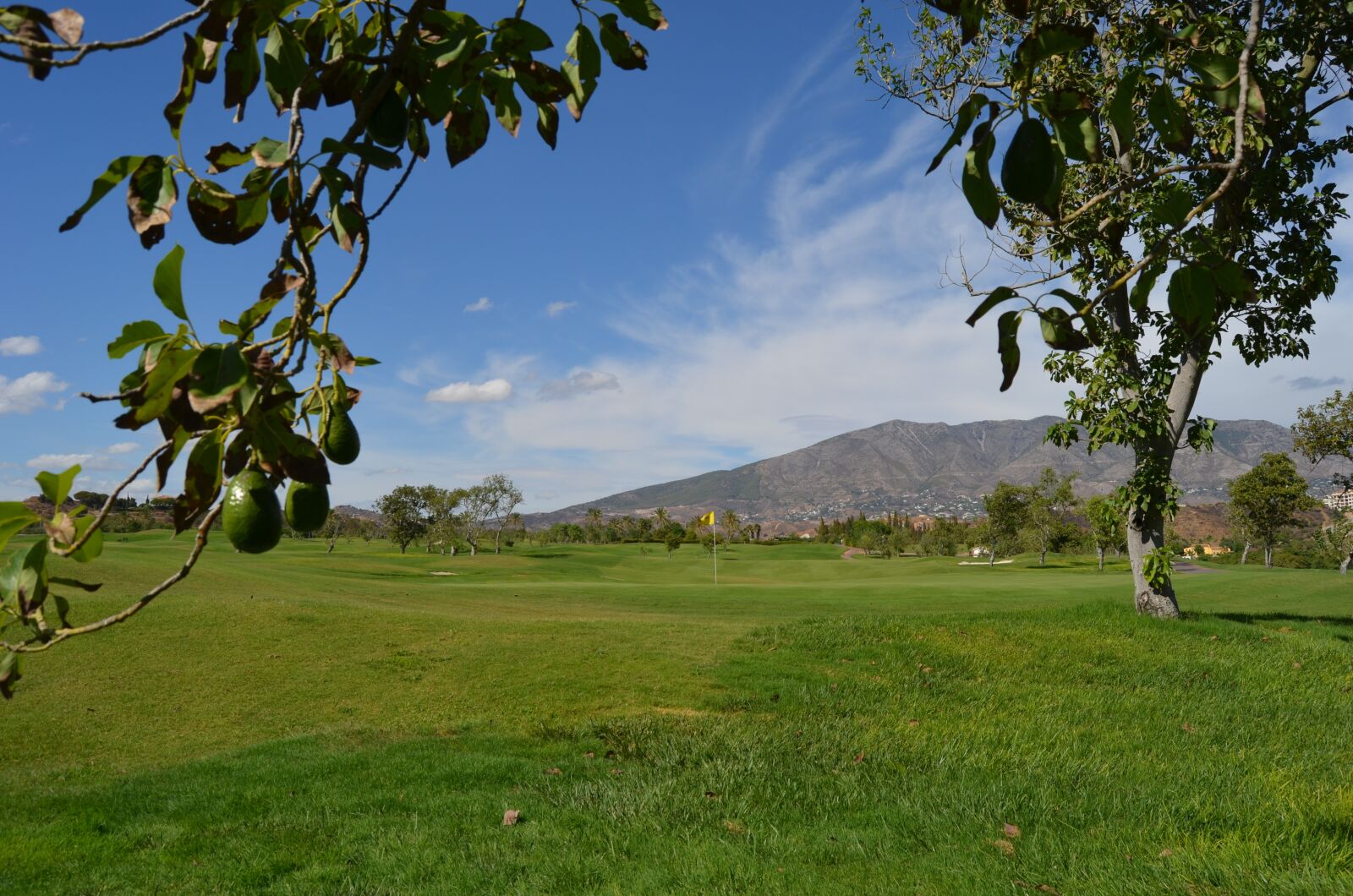 Nikon D5100 sample photo. Golf, avocado, spain photography