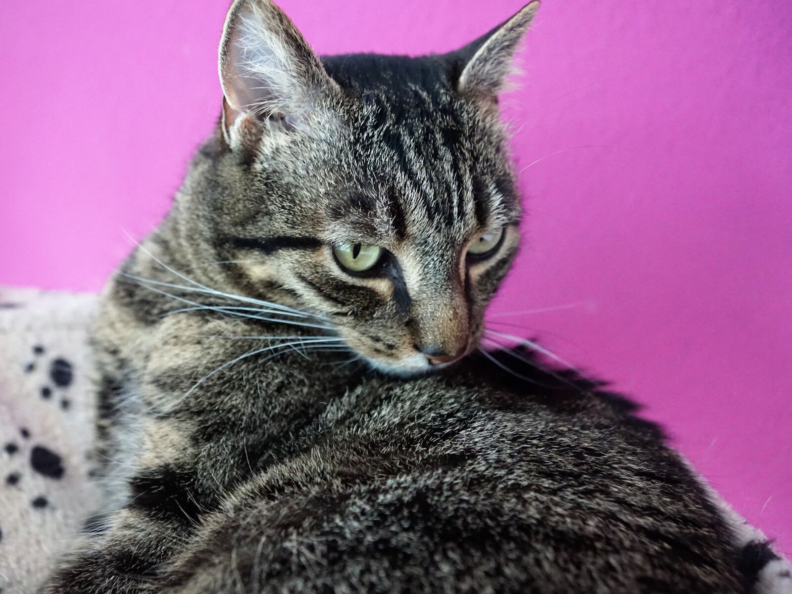 Sony ILCA-77M2 + Sony DT 16-50mm F2.8 SSM sample photo. Animal, cute, cat photography